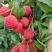 广西仙进奉荔枝一件代发产地直发一手货源对接各大电商平台