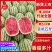 【推荐老店】宁夏硒砂瓜本地代收产地直发全国发货