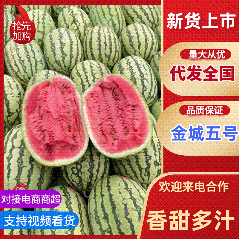 【推荐老店】宁夏硒砂瓜本地代收产地直发全国发货