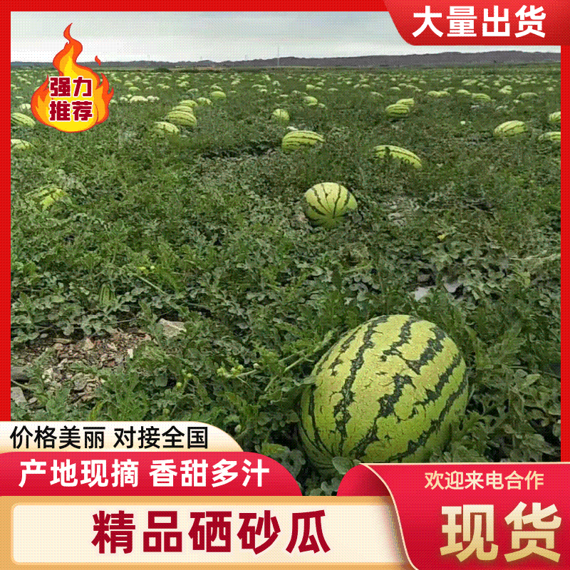 宁夏西瓜金城5号西瓜本地实力代办质量有保障