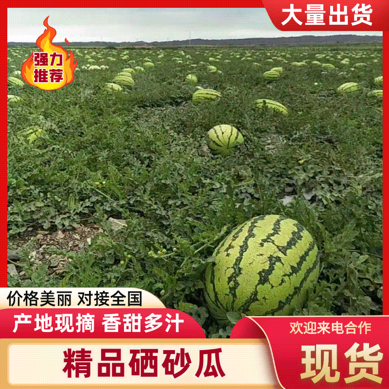 甘肃西瓜硒砂瓜金花一号西瓜产地直供诚信报价视频看货
