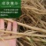 内蒙古牛膝种子，产地直发，量大从优，保质保量，欢迎来电咨询
