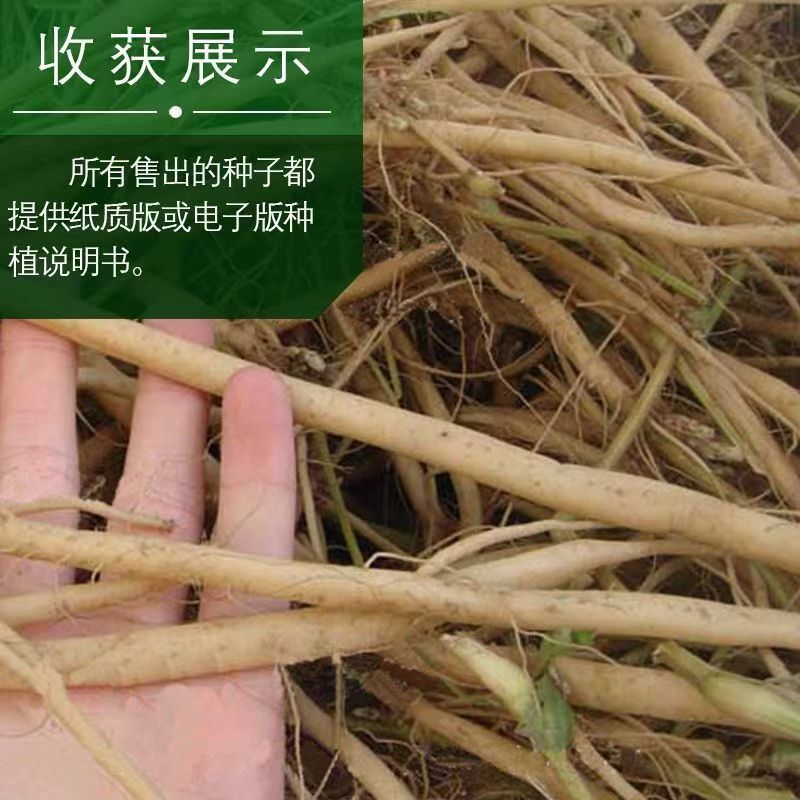 内蒙古牛膝种子，产地直发，量大从优，保质保量，欢迎来电咨询