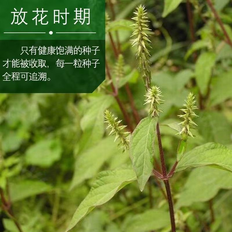 内蒙古牛膝种子，产地直发，量大从优，保质保量，欢迎来电咨询