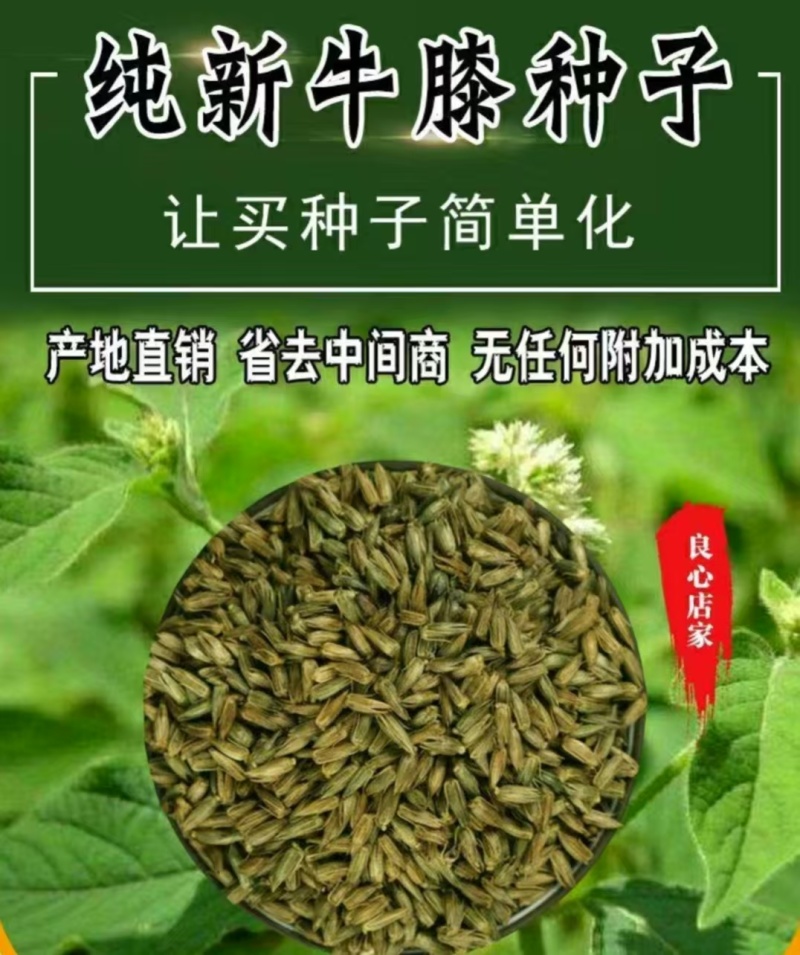 内蒙古牛膝种子，产地直发，量大从优，保质保量，欢迎来电咨询