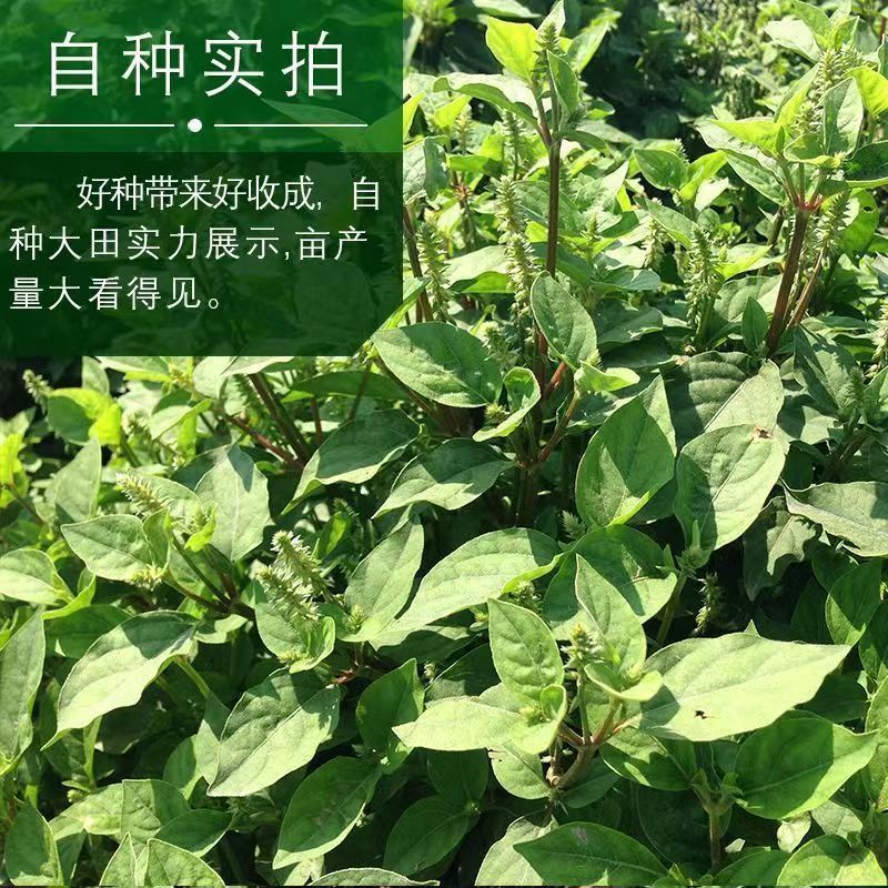内蒙古牛膝种子，产地直发，量大从优，保质保量，欢迎来电咨询