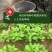 内蒙古牛膝种子，产地直发，量大从优，保质保量，欢迎来电咨询