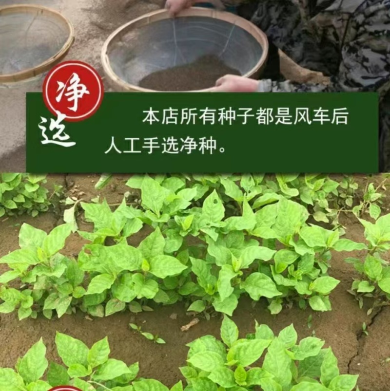 内蒙古牛膝种子，产地直发，量大从优，保质保量，欢迎来电咨询