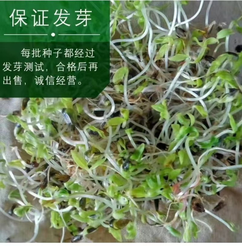 内蒙古牛膝种子，产地直发，量大从优，保质保量，欢迎来电咨询