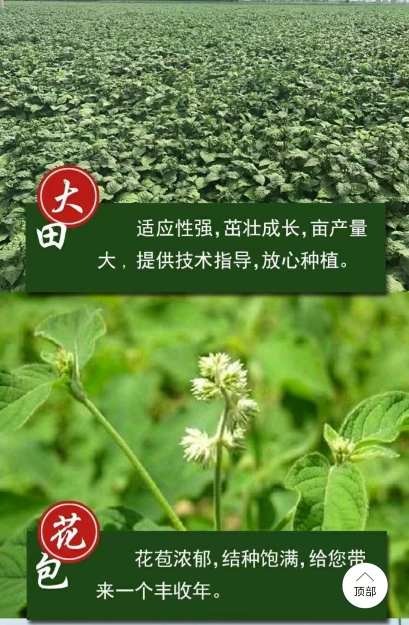 内蒙古牛膝种子，产地直发，量大从优，保质保量，欢迎来电咨询