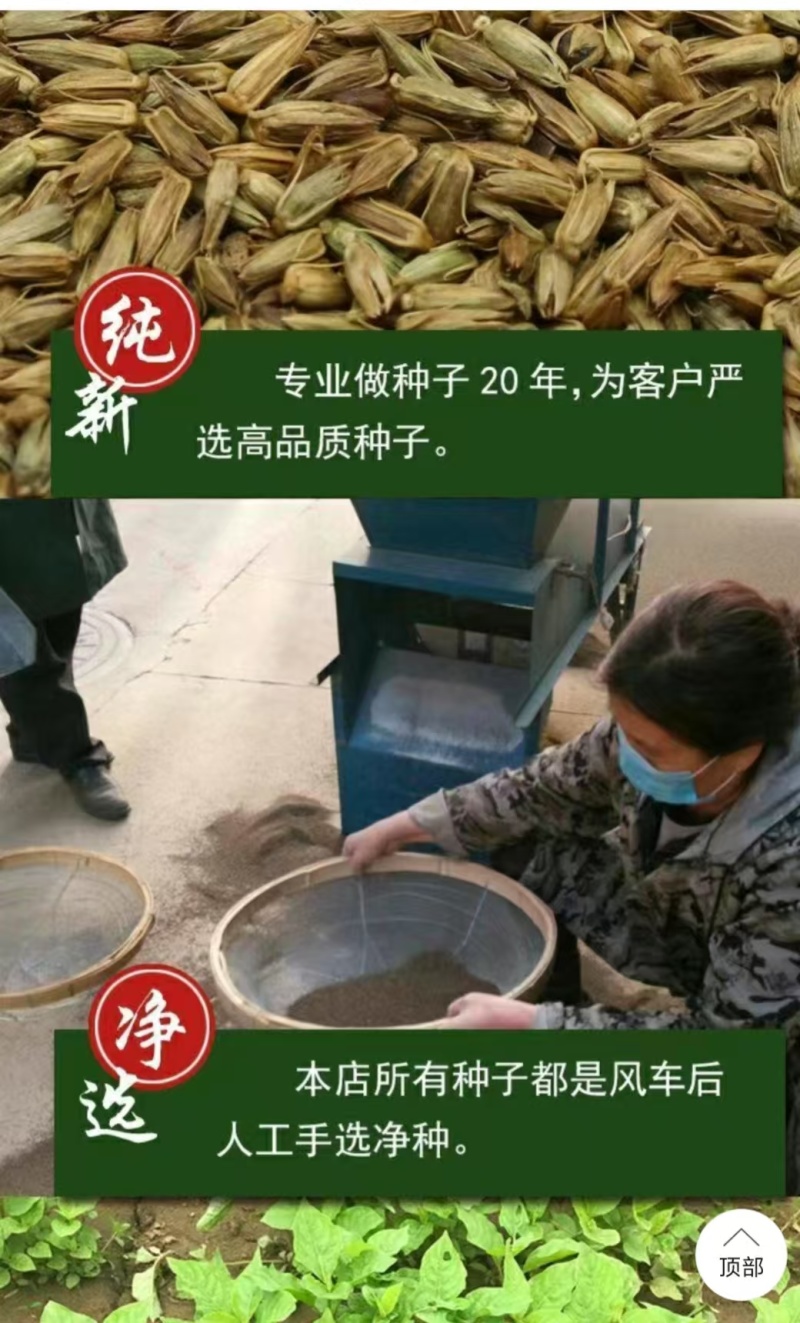 内蒙古牛膝种子，产地直发，量大从优，保质保量，欢迎来电咨询
