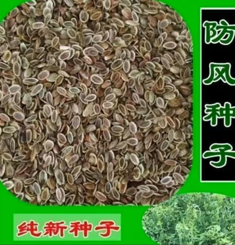 内蒙古防风种子，品质保证货源充足规格齐全欢迎咨询联系
