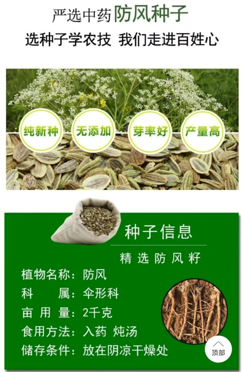 内蒙古防风种子，品质保证货源充足规格齐全欢迎咨询联系