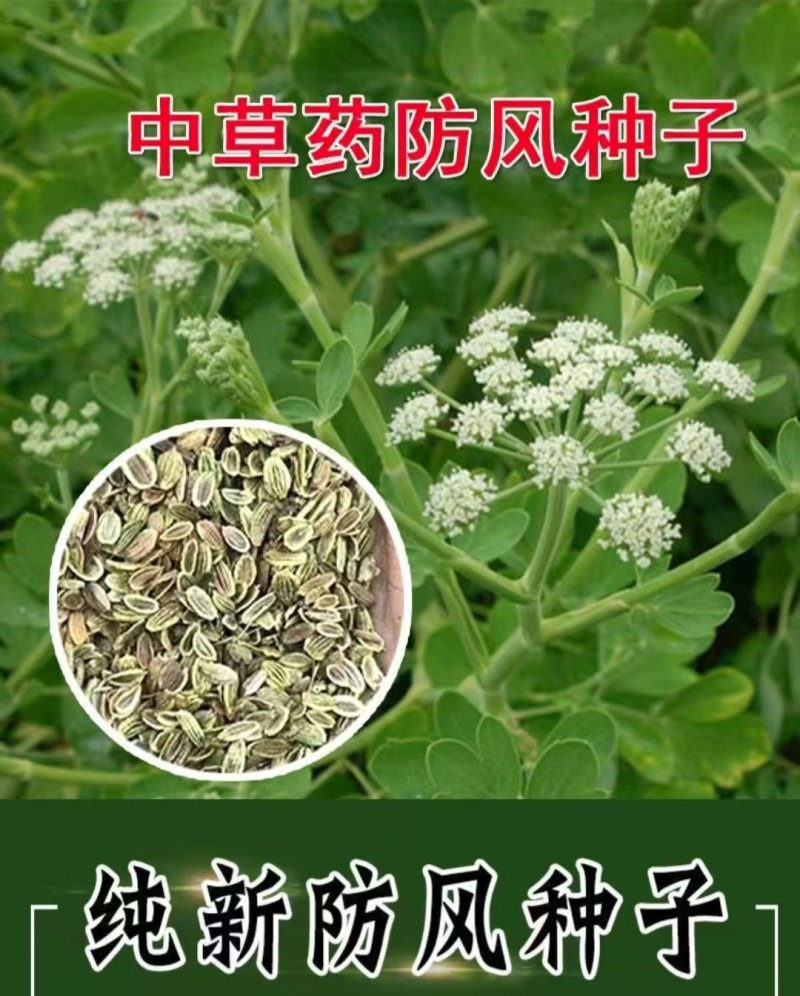内蒙古防风种子，品质保证货源充足规格齐全欢迎咨询联系