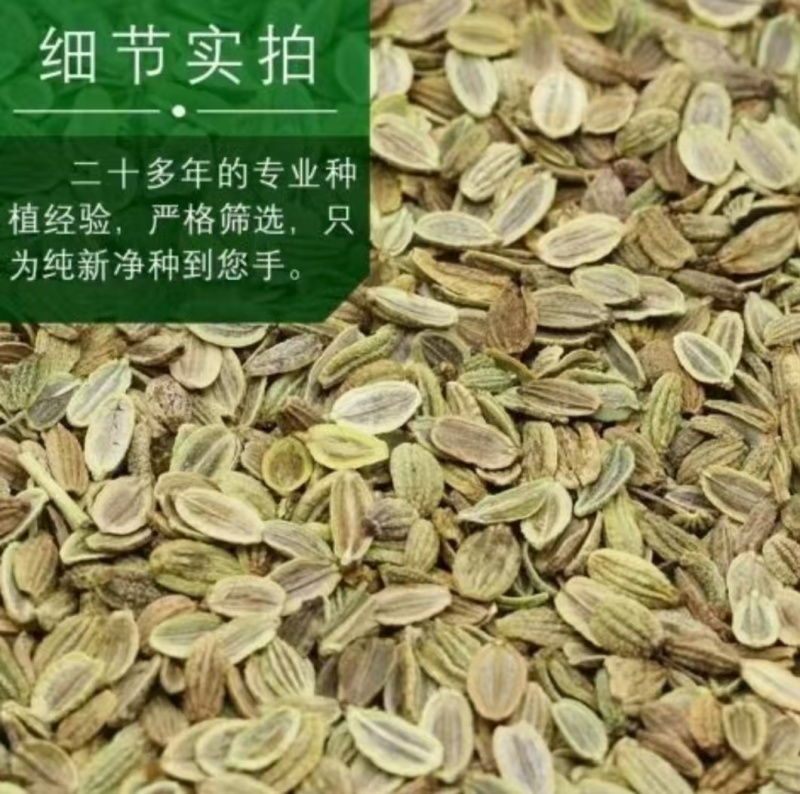 内蒙古防风种子，品质保证货源充足规格齐全欢迎咨询联系