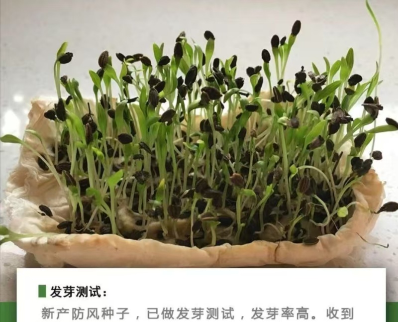内蒙古防风种子，品质保证货源充足规格齐全欢迎咨询联系
