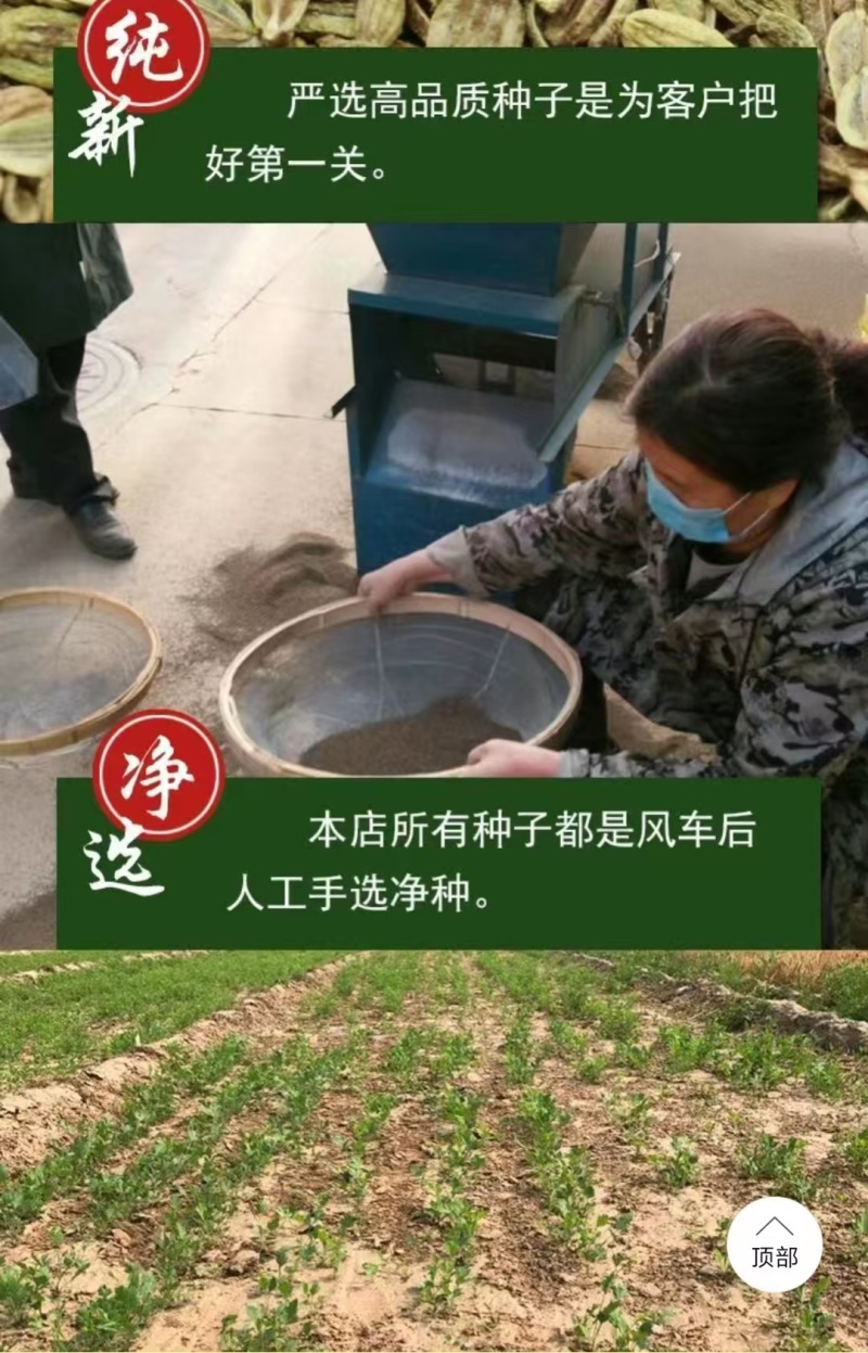 内蒙古防风种子，品质保证货源充足规格齐全欢迎咨询联系