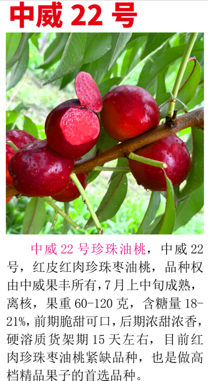 中威22号红皮红肉油桃7月上中旬成熟前期脆甜可口后期浓