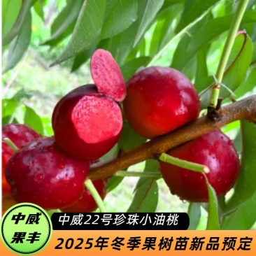 中威22号红皮红肉油桃7月上中旬成熟前期脆甜可口后期浓