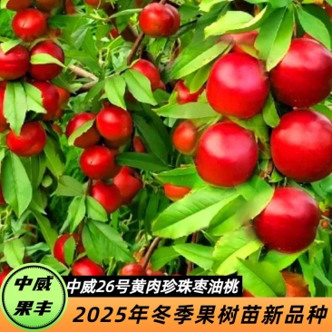 中威26号黄肉珍珠枣油桃6月上旬成熟抗蚜虫离核不裂果