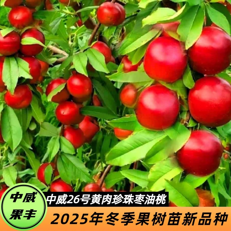 中威26号黄肉珍珠枣油桃6月上旬成熟抗蚜虫离核不裂果