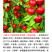 中威26号黄肉珍珠枣油桃6月上旬成熟抗蚜虫离核不裂果