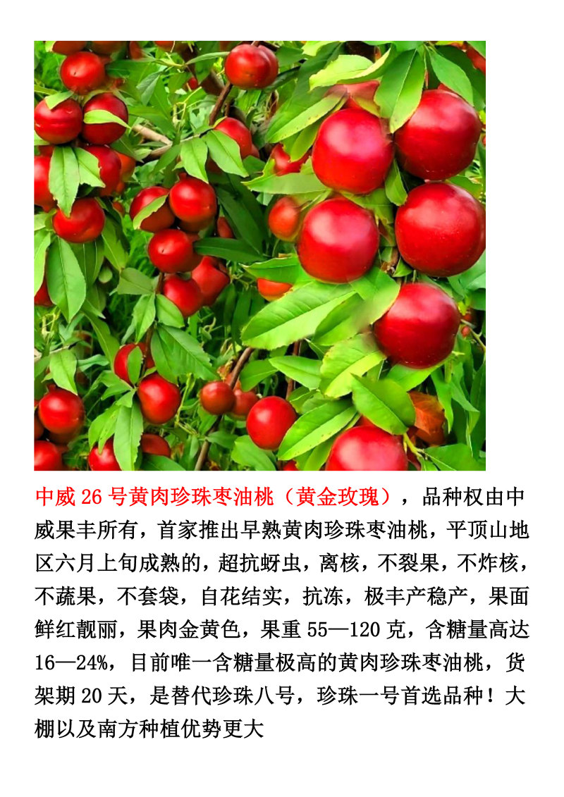 中威26号黄肉珍珠枣油桃6月上旬成熟抗蚜虫离核不裂果