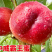 中威霸王蜜红肉特早熟油桃芽5月20号成熟无任何锈斑