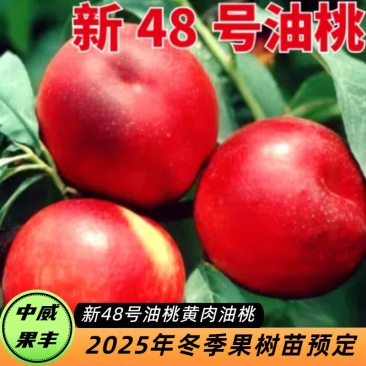 新48号油桃6月初成熟口感脆甜果型正圆端正美