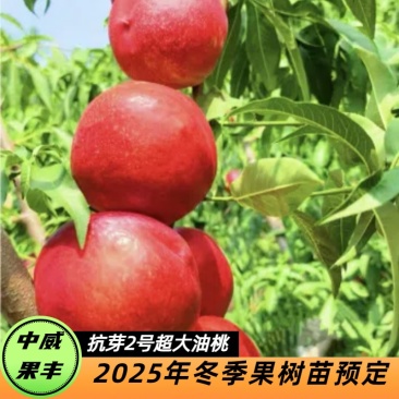 中油抗芽2号油桃6月上中旬成熟果皮光滑无果锈肉质细腻多汁