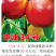 中油34号6月上旬成熟浓甜有香气品质优