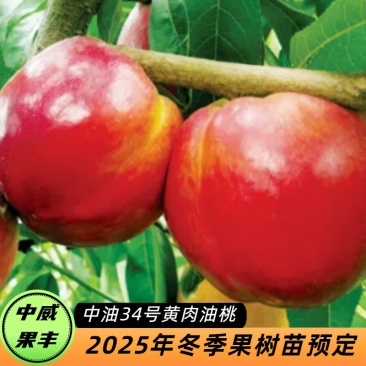 中油34号6月上旬成熟浓甜有香气品质优