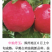 中油丹玉6月上中旬成熟早熟白肉油桃新品种自花