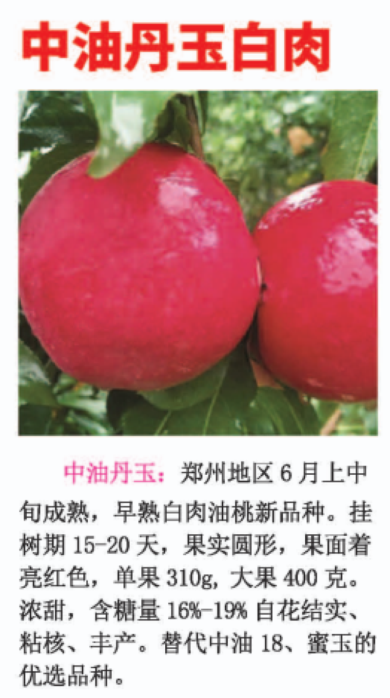 中油丹玉6月上中旬成熟早熟白肉油桃新品种自花