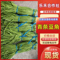 《热卖推荐》河南长豆角/青条豆角/产地货源/全国供应批发