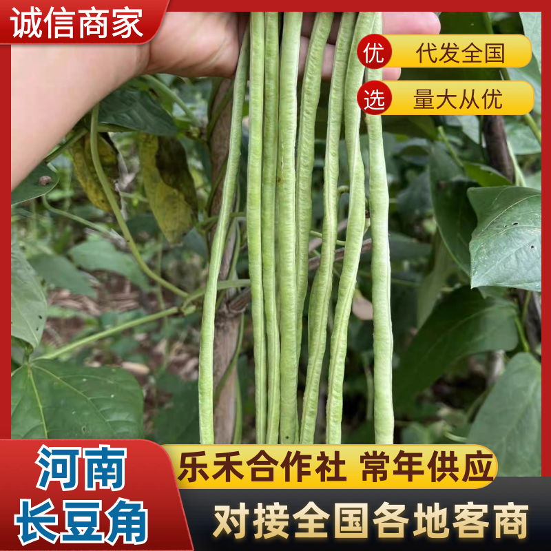 《精品豆角》河南长豆角/青条豆角/产地货源/全国供应批发