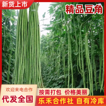 《精品豆角》河南长豆角/青条豆角/产地货源/全国供应批发