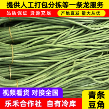 《精品豆角》河南长豆角/青条豆角/产地货源/全国供应批发