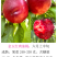 金玉红肉油桃6月上中旬成熟免套袋省工省时硬
