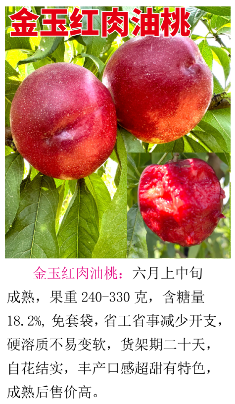 金玉红肉油桃6月上中旬成熟免套袋省工省时硬