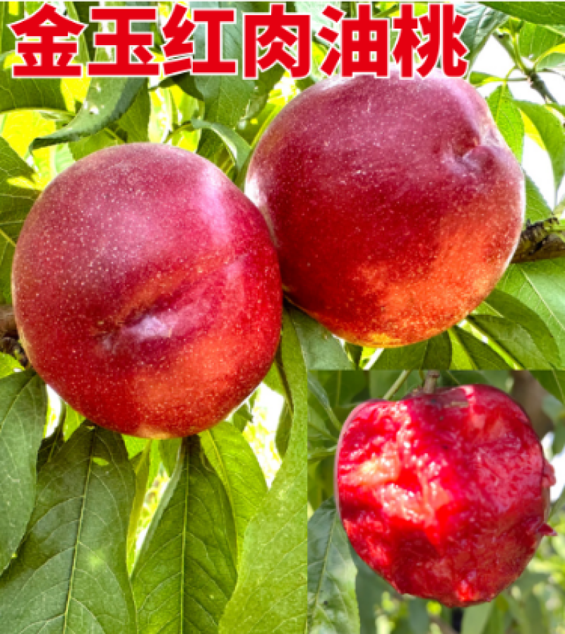 金玉红肉油桃6月上中旬成熟免套袋省工省时硬