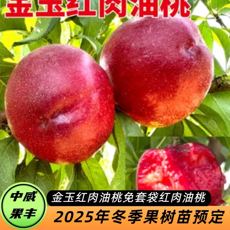 金玉红肉油桃6月上中旬成熟免套袋省工省时硬