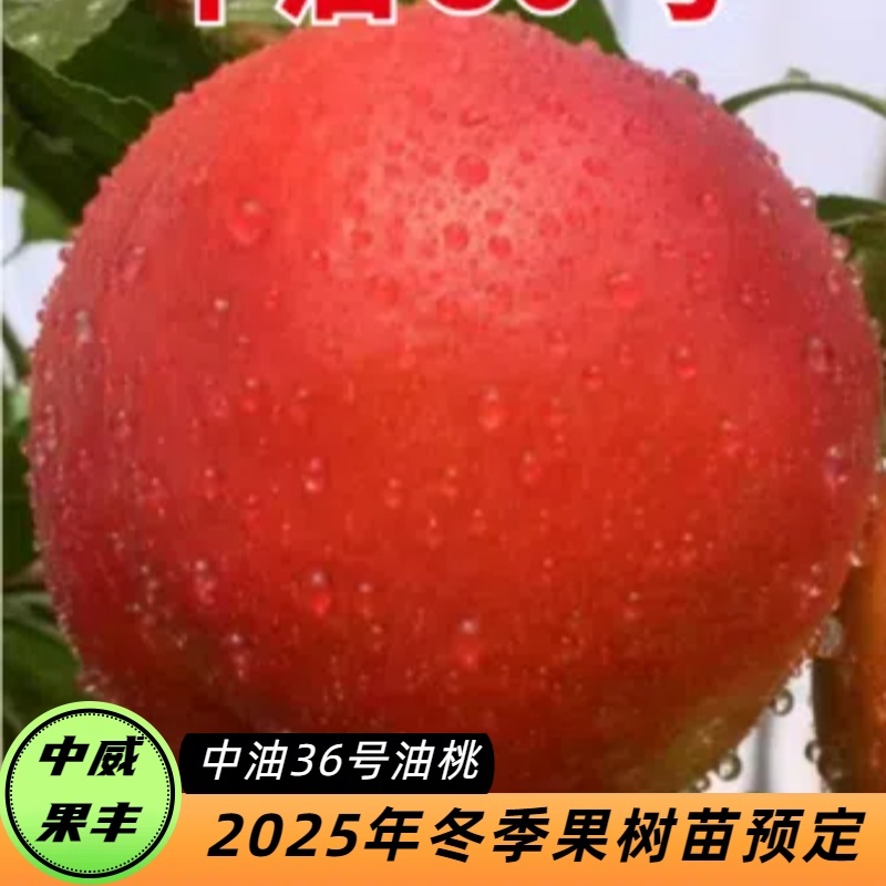 中油36号6月中下旬成熟超大果型SH肉质货架