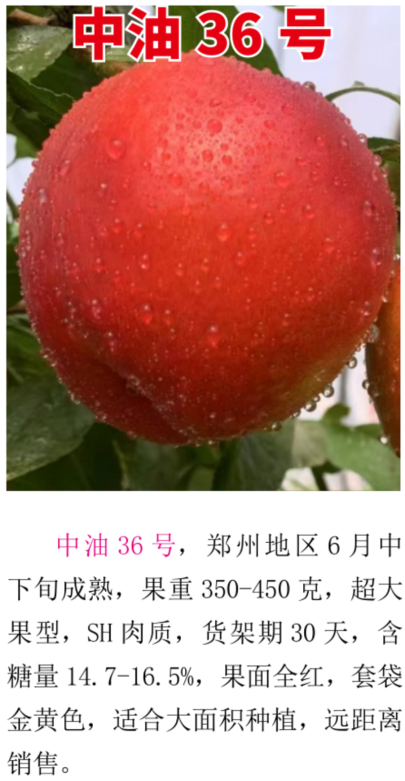 中油36号6月中下旬成熟超大果型SH肉质货架