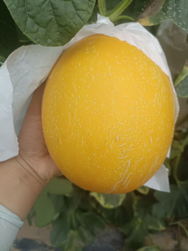 饶阳久红瑞河北甜瓜产地直发商超品质对接全国市场等