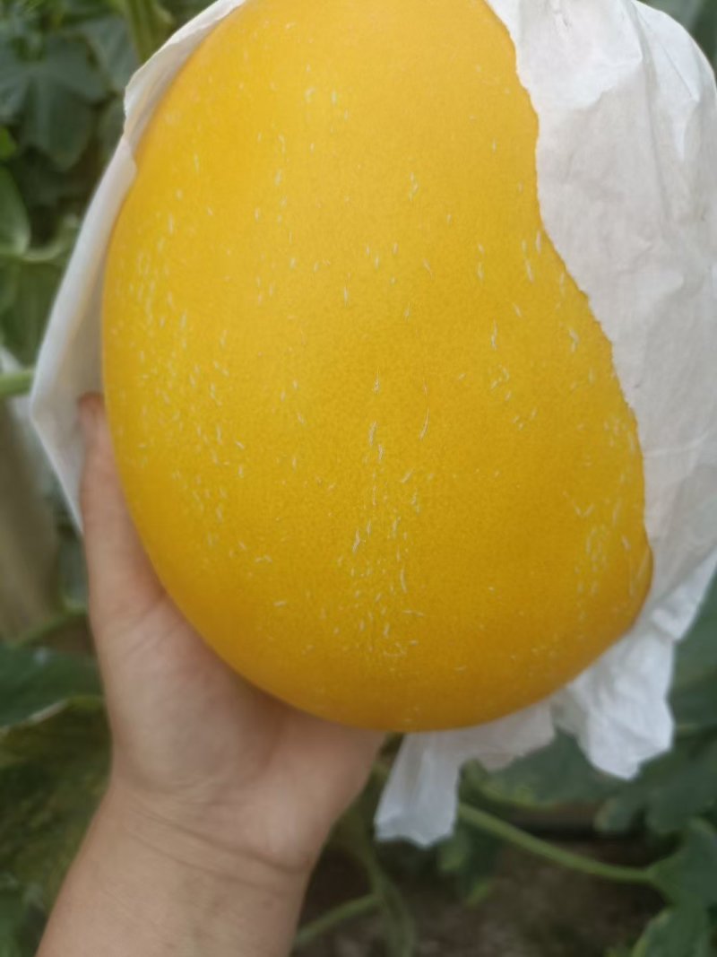 饶阳久红瑞河北甜瓜产地直发商超品质对接全国市场等