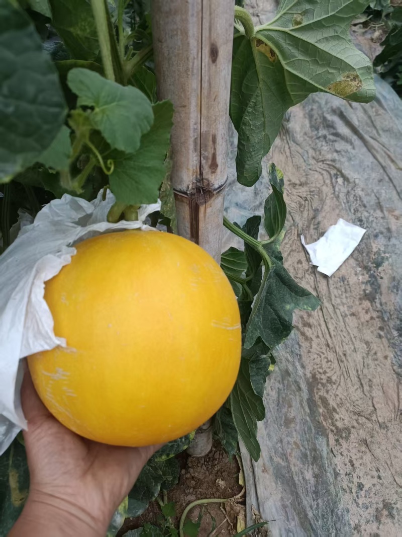 饶阳久红瑞河北甜瓜产地直发商超品质对接全国市场等