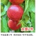 中油金夏2号7月中旬成熟高亮度大果型黄肉油桃肉