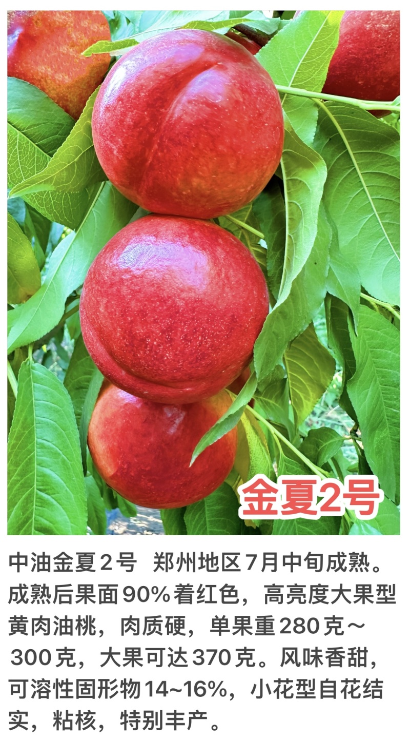 中油金夏2号7月中旬成熟高亮度大果型黄肉油桃肉