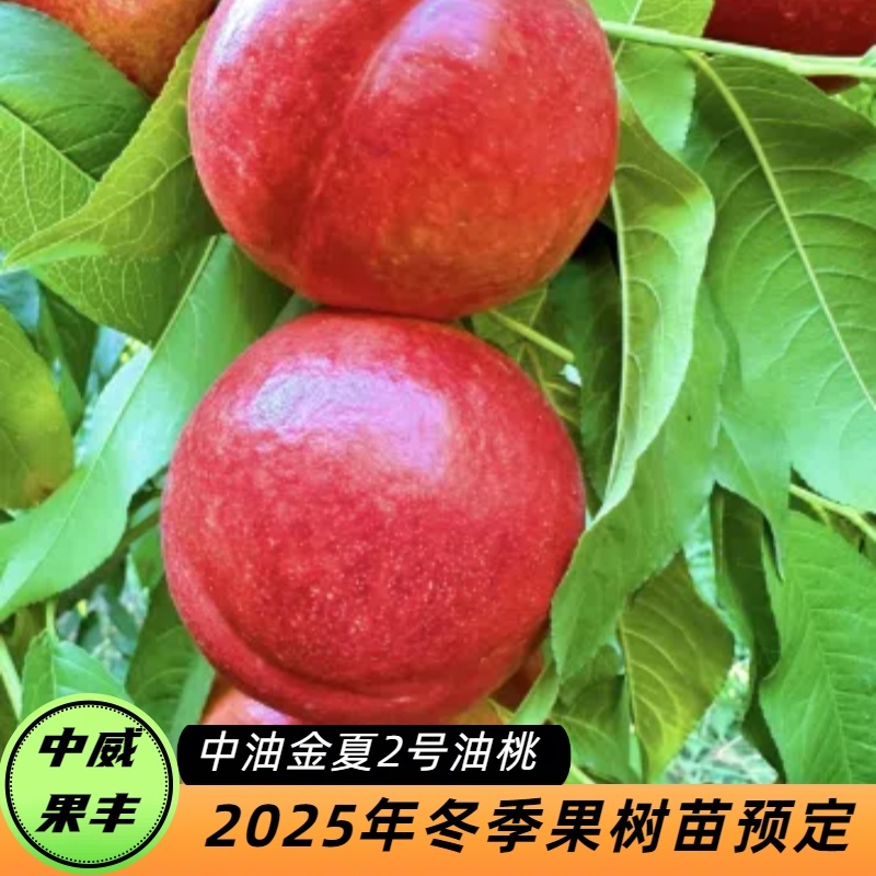 中油金夏2号7月中旬成熟高亮度大果型黄肉油桃肉